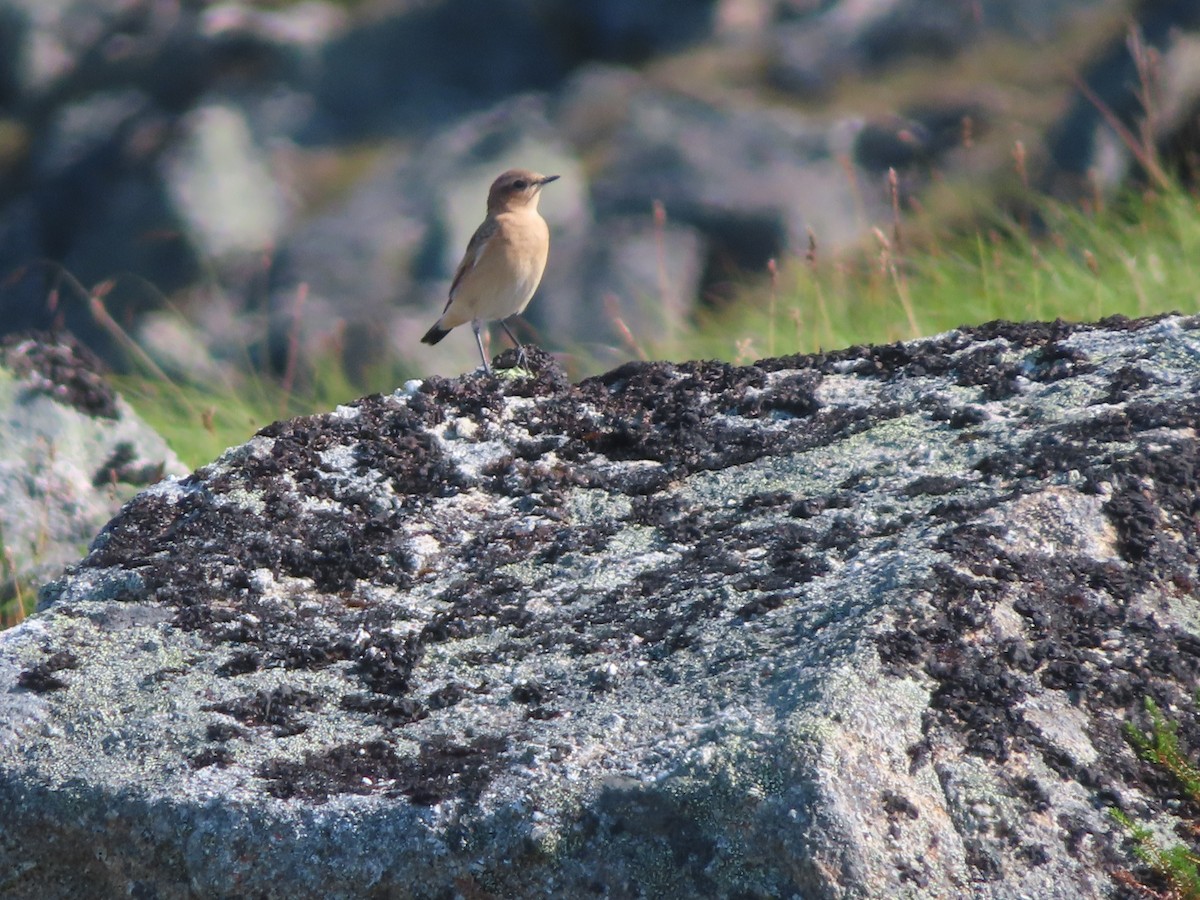 Northern Wheatear - ML601135451