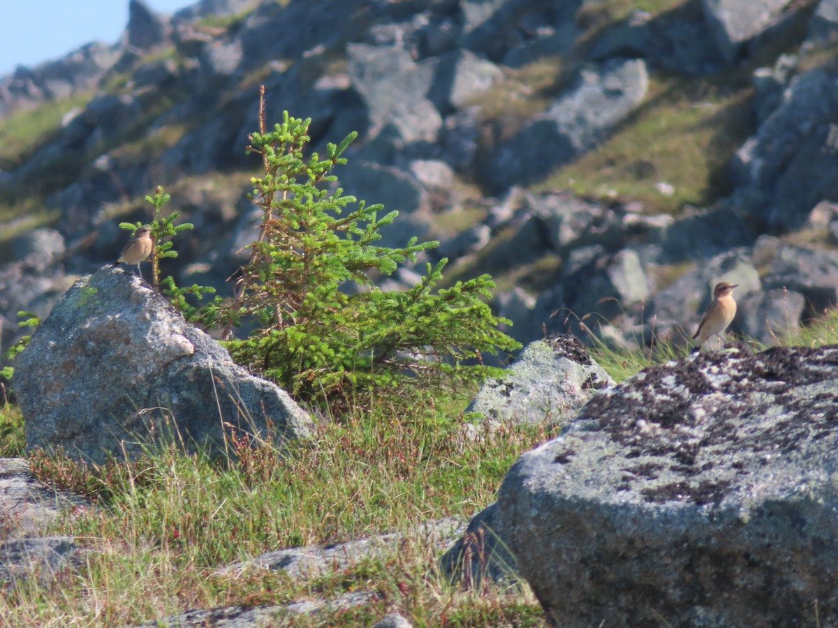 Northern Wheatear - ML601135471