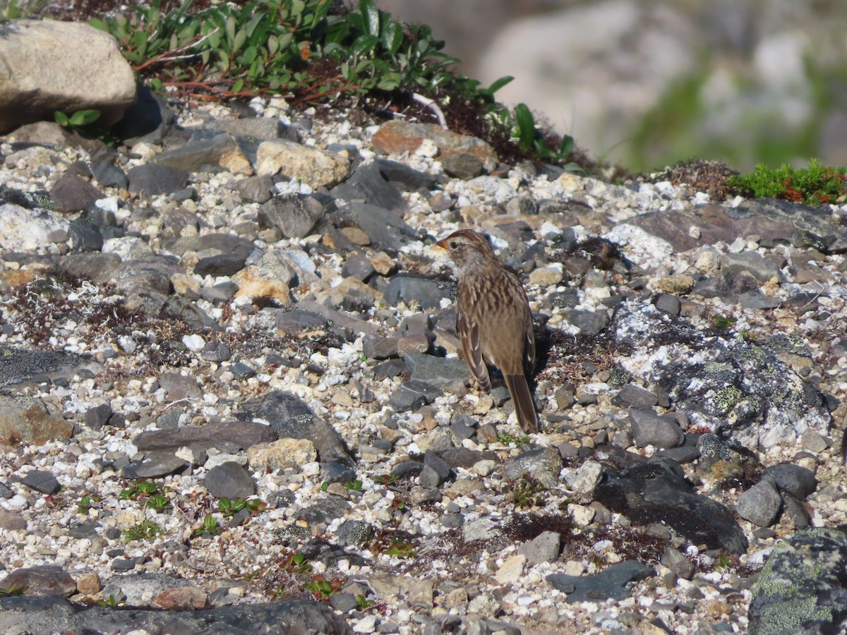 White-crowned Sparrow - Michelle Sopoliga