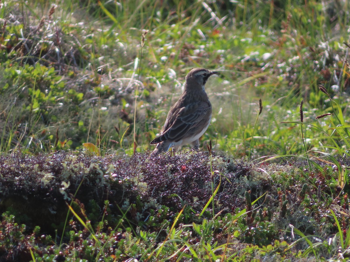 Horned Lark - ML601135521