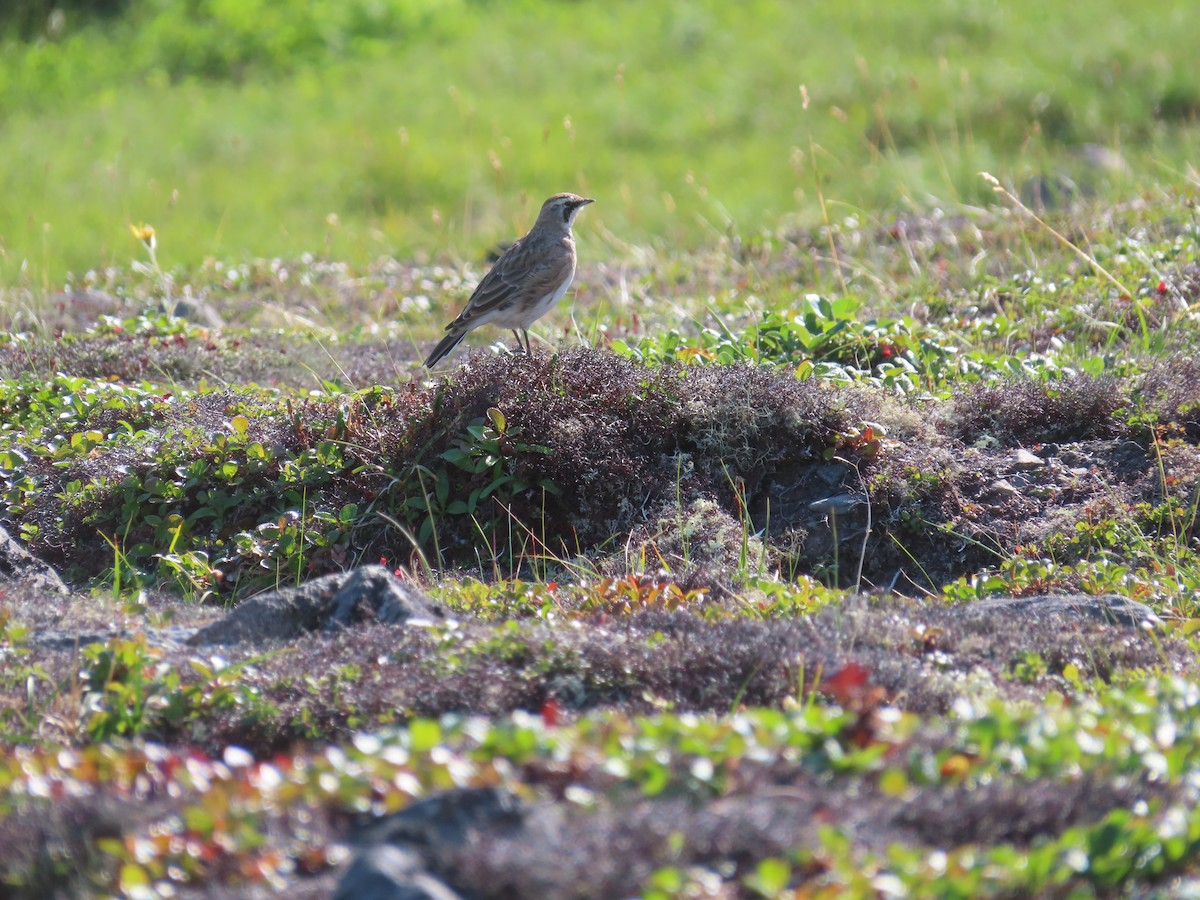 Horned Lark - ML601135531