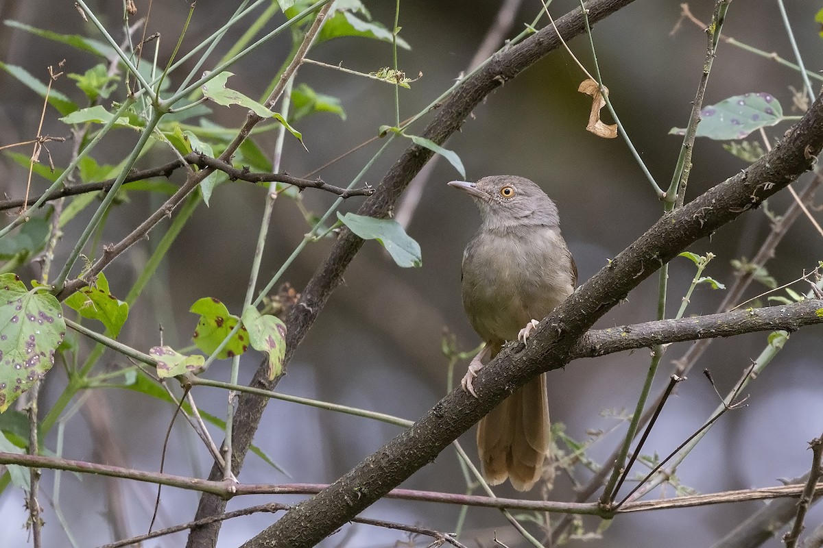 Gray-olive Greenbul - ML601135751