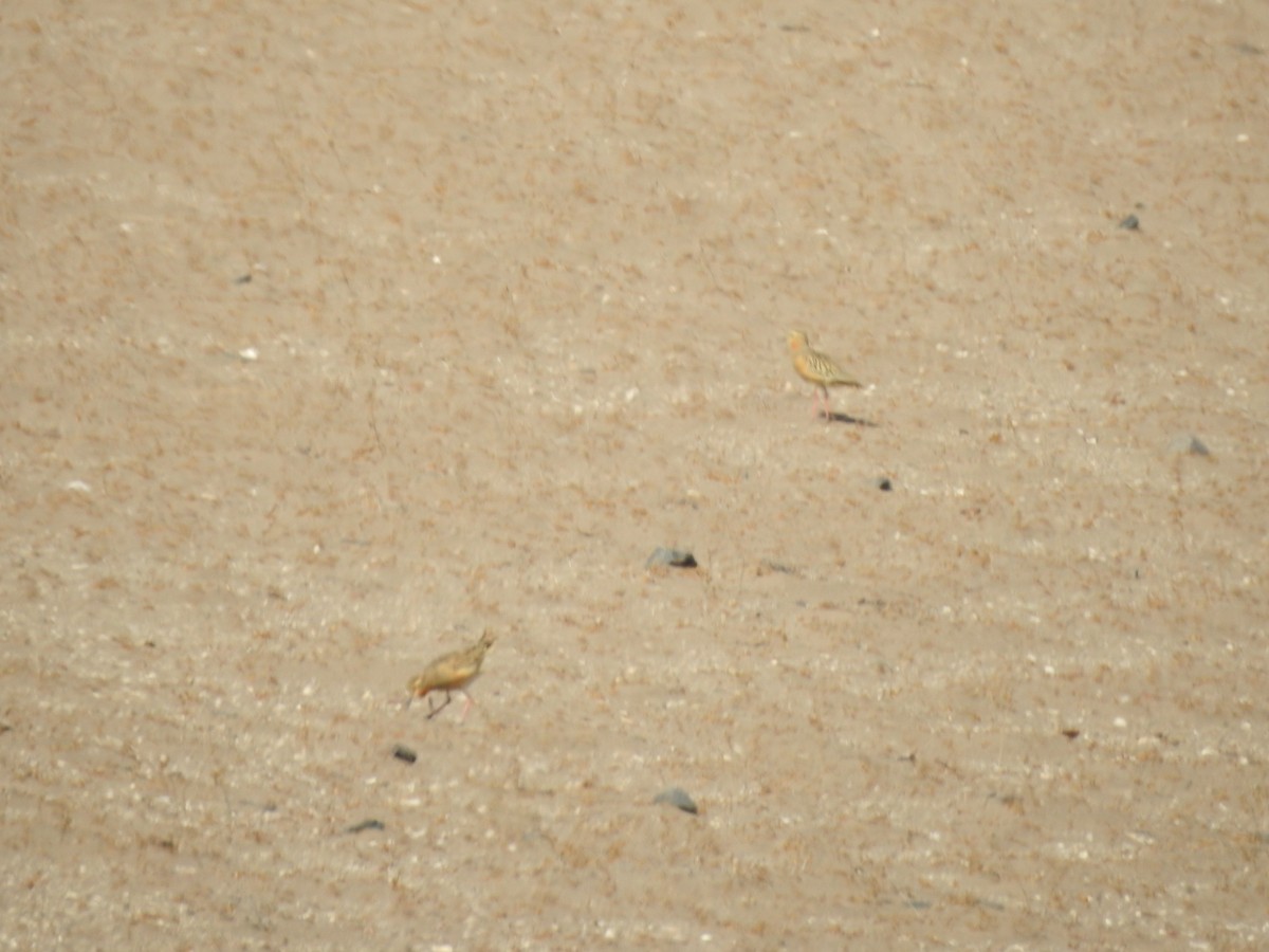 Tawny-throated Dotterel - ML601135791