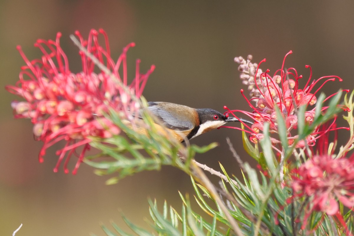 Eastern Spinebill - ML601135961