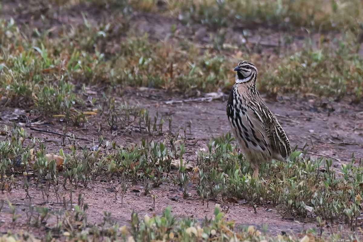 Rain Quail - ML601137041