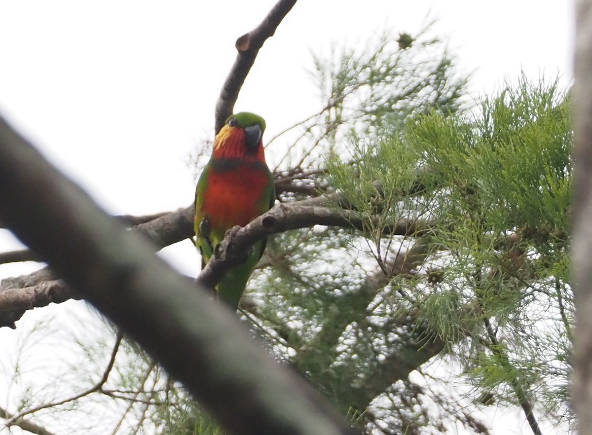 アカノドミミカザリインコ - ML601138331