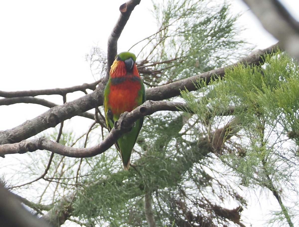 Edwards's Fig-Parrot - Stephan Lorenz