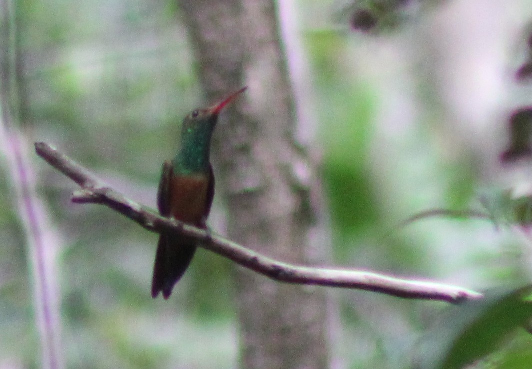 Buff-bellied Hummingbird - ML601138571