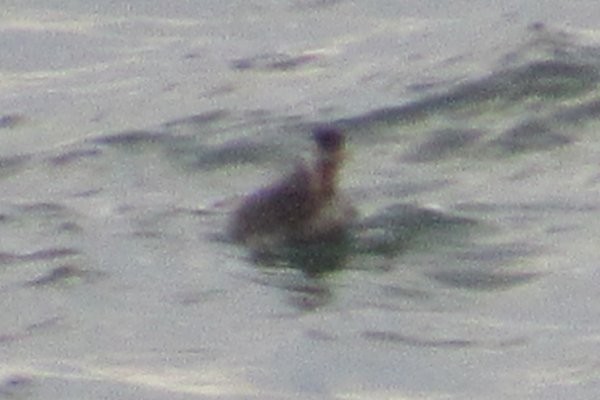 Red-necked Grebe - ML601139521
