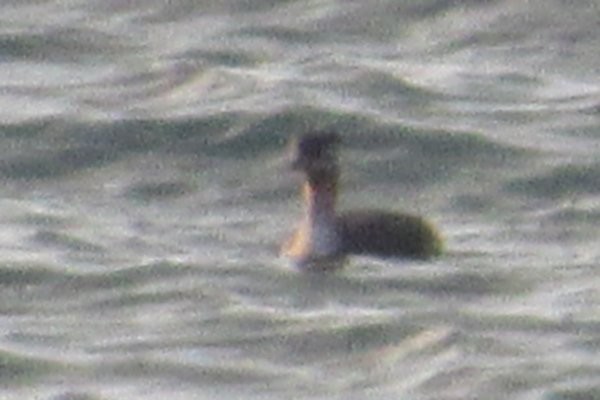 Red-necked Grebe - ML601139531
