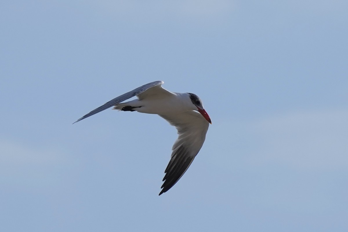 Caspian Tern - Megan Moody