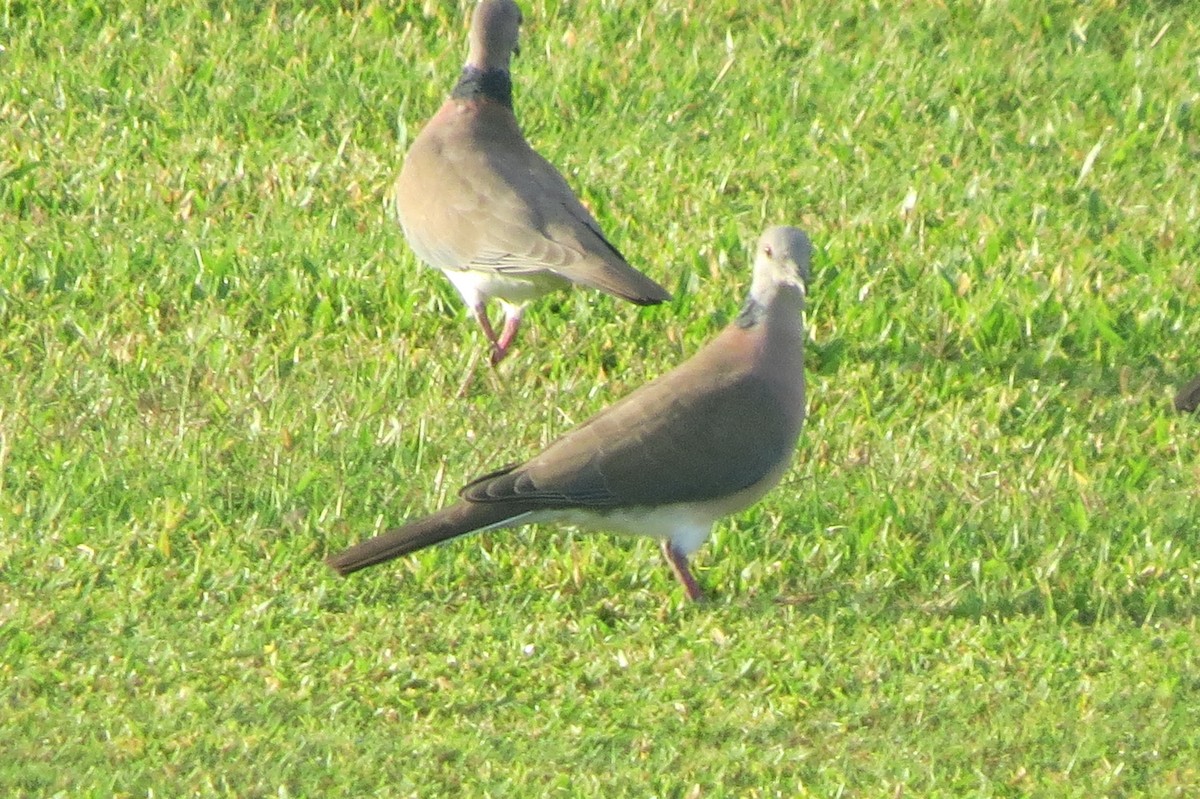 Philippine Collared-Dove - ML601141151