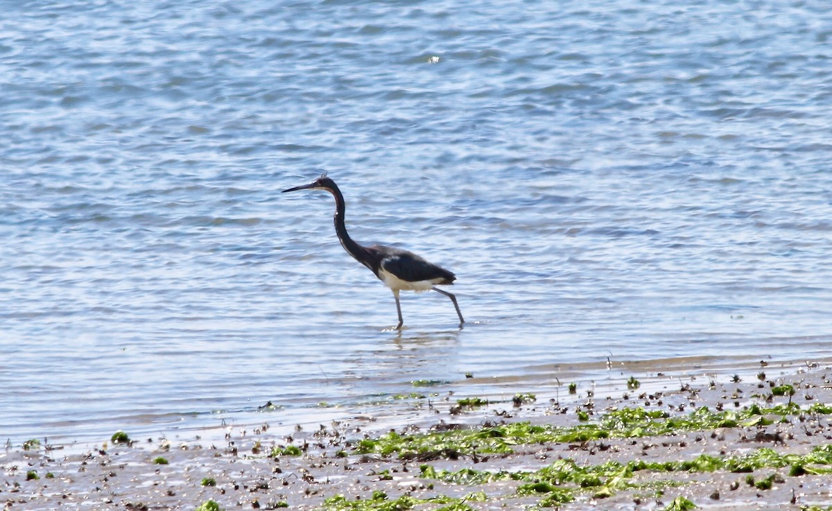 Tricolored Heron - ML60114151