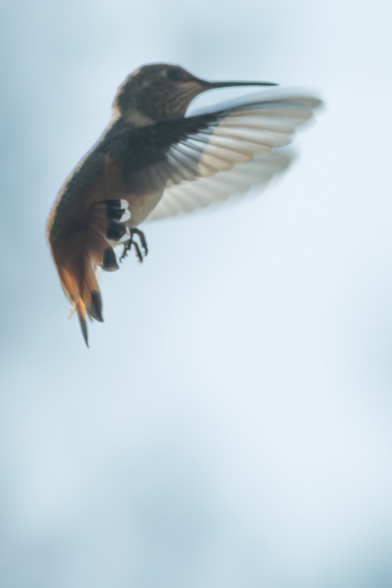 Rufous/Allen's Hummingbird - ML601141641