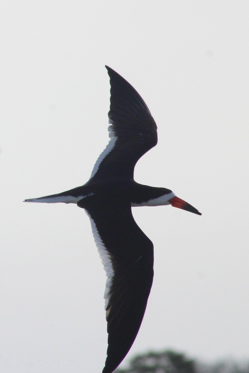 Black Skimmer - ML601141871