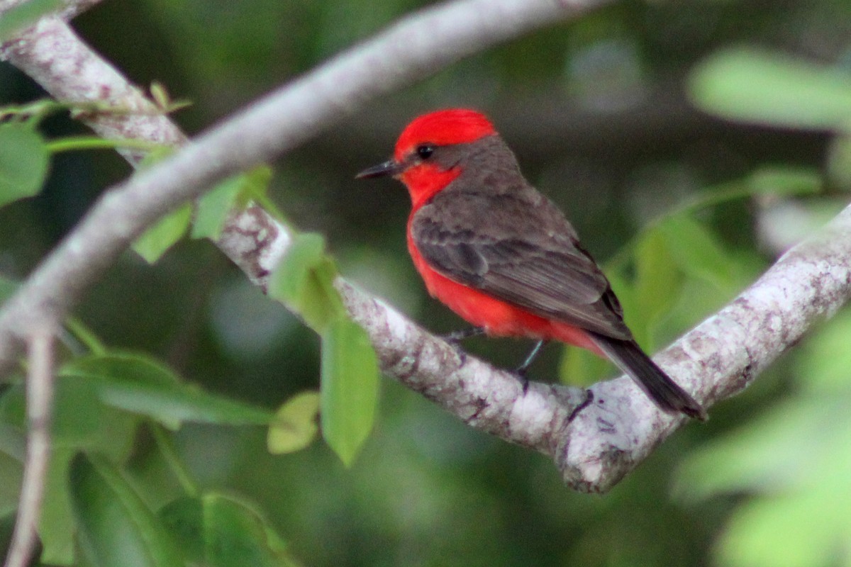 Vermilion Flycatcher - ML601142411