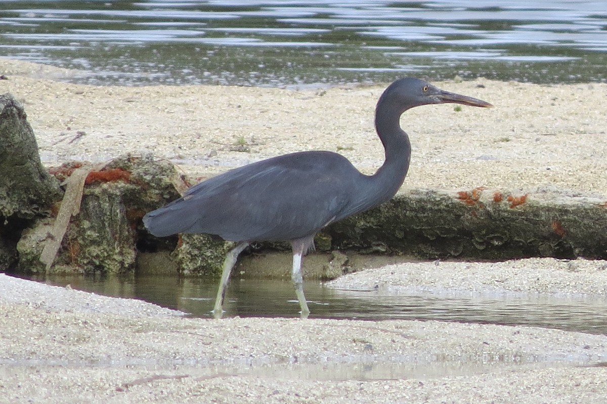 Pacific Reef-Heron - ML601142621