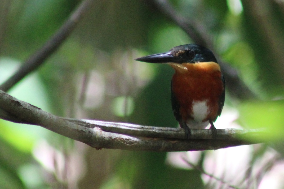 American Pygmy Kingfisher - ML601142771