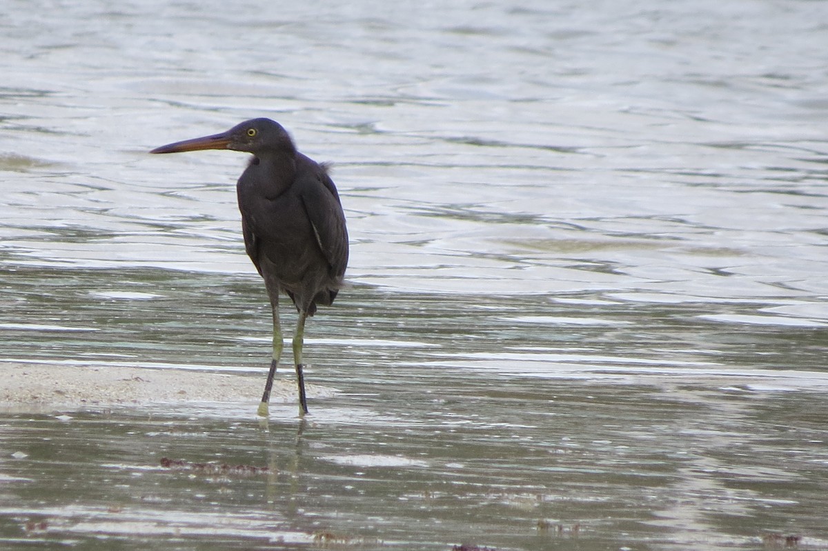 Pacific Reef-Heron - ML601142811