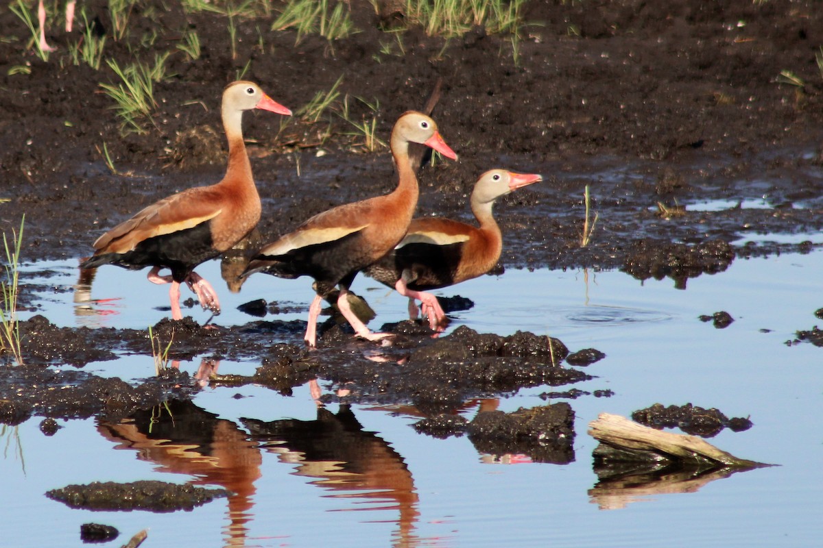 Black-bellied Whistling-Duck - Elias Thomas