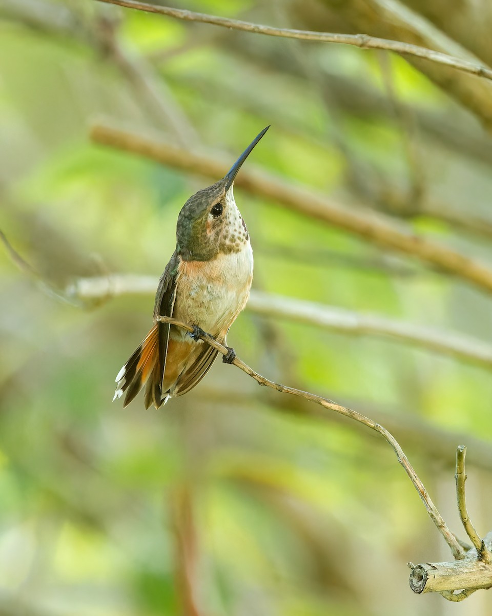 Allen's Hummingbird - ML601142991