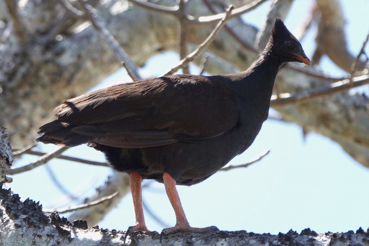 Rotbein-Großfußhuhn - ML601144451