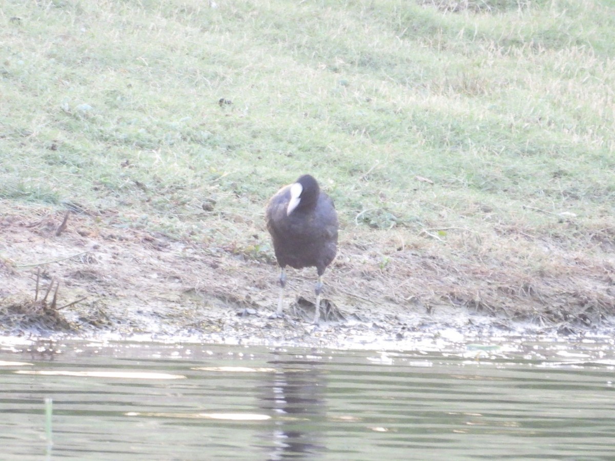 Eurasian Coot - ML601144831