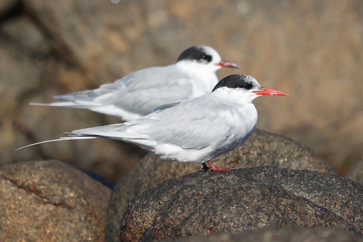 Antarctic Tern - Daniel Engelbrecht - Birding Ecotours