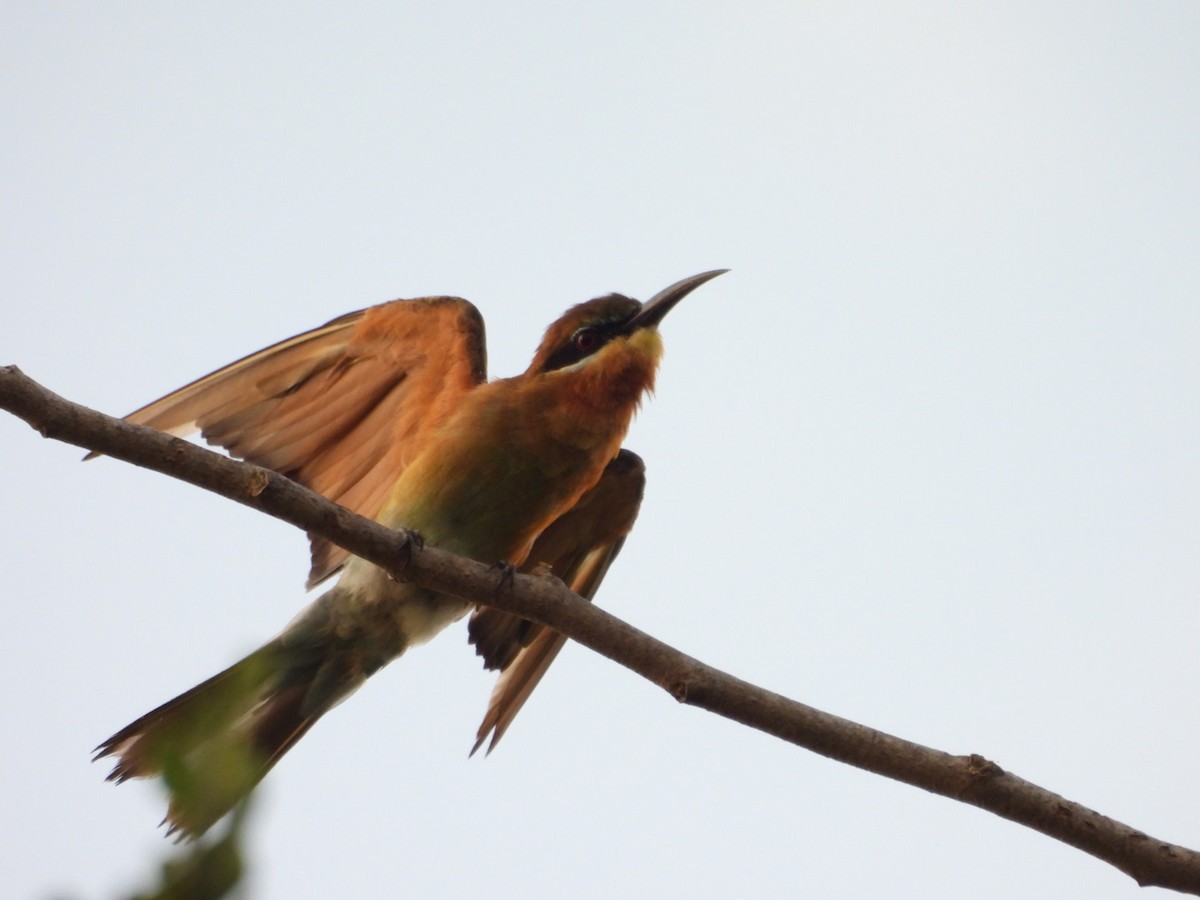 Blue-tailed Bee-eater - ML601145151