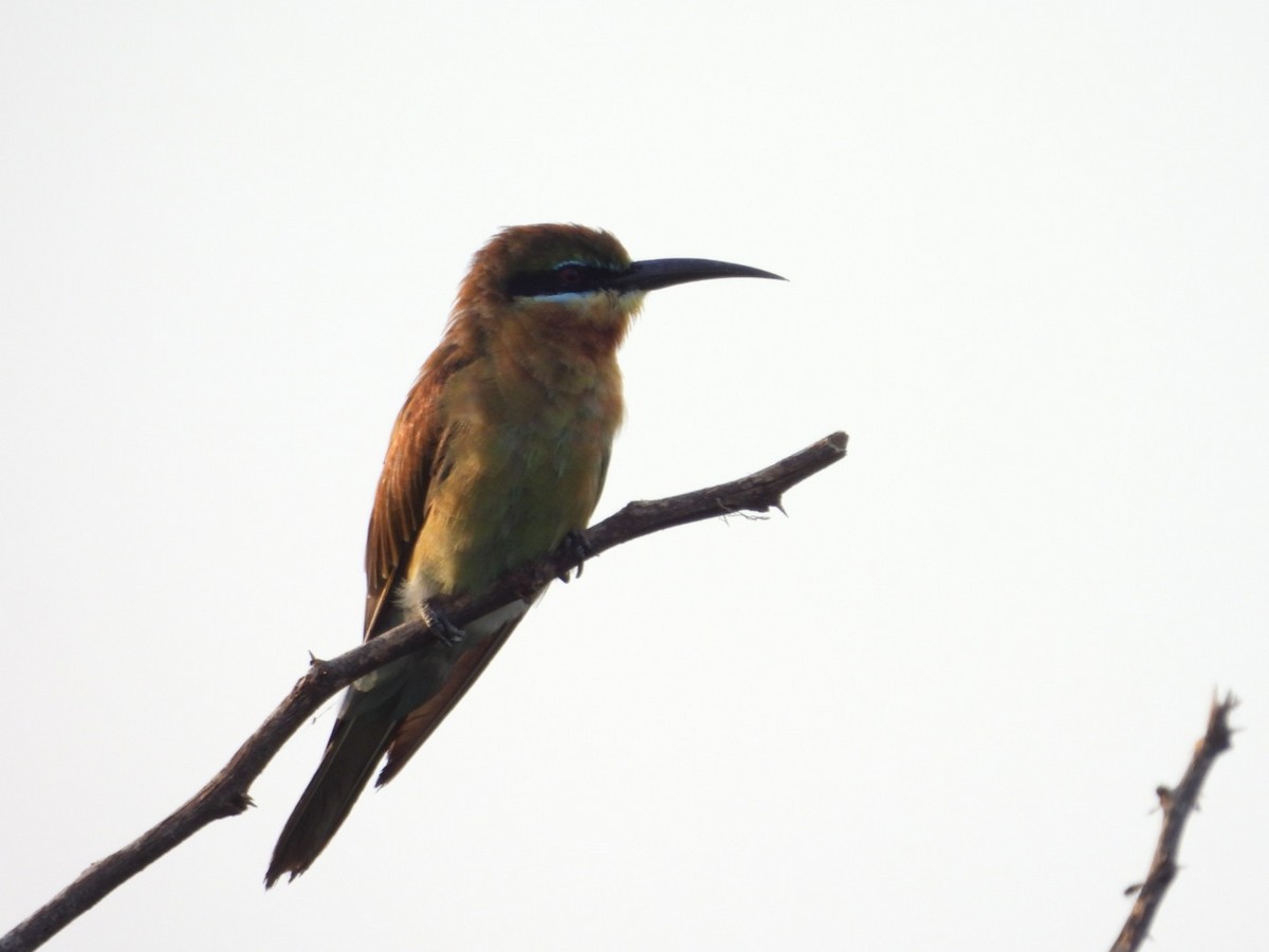 Blue-tailed Bee-eater - ML601145161
