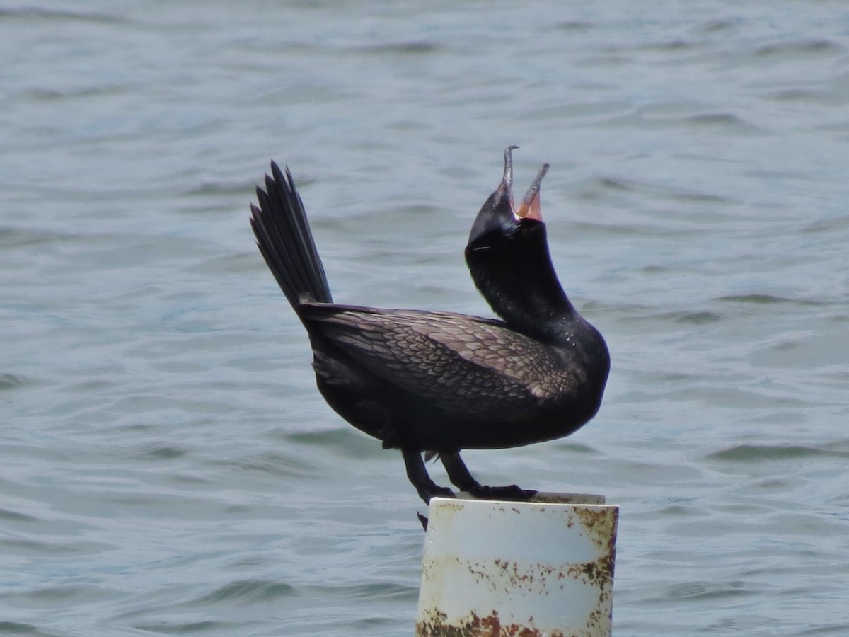 Neotropic Cormorant - ML60114581