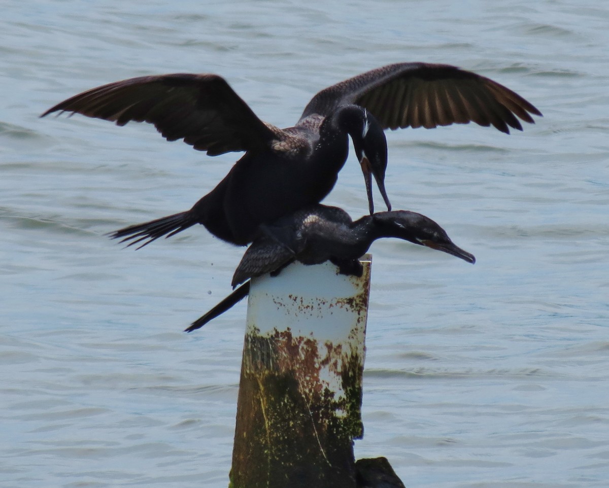 Neotropic Cormorant - ML60114641