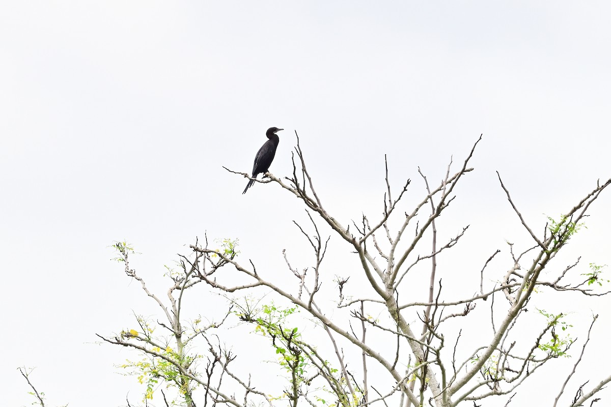 Cormorán de Java - ML601146541