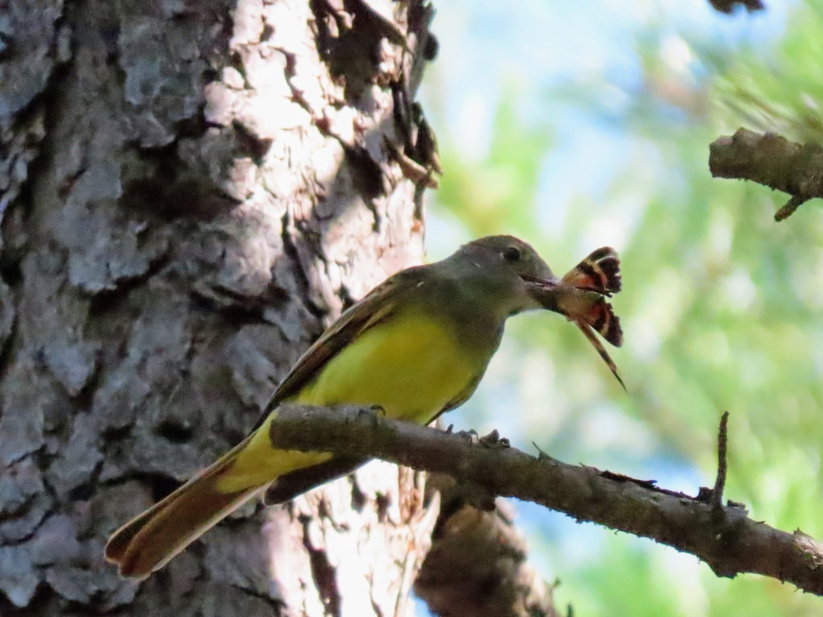 Great Crested Flycatcher - ML601146781