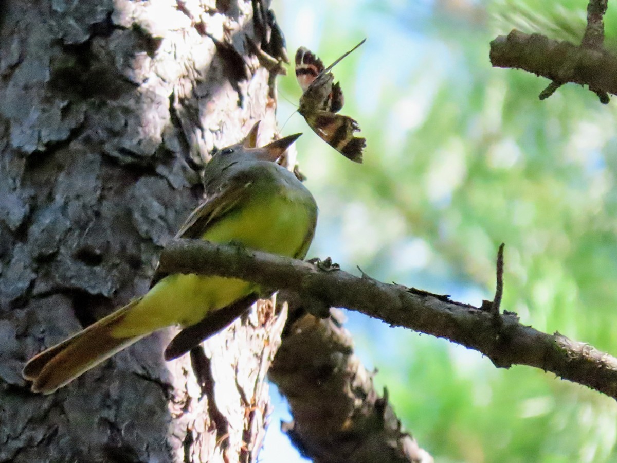 Great Crested Flycatcher - ML601146801