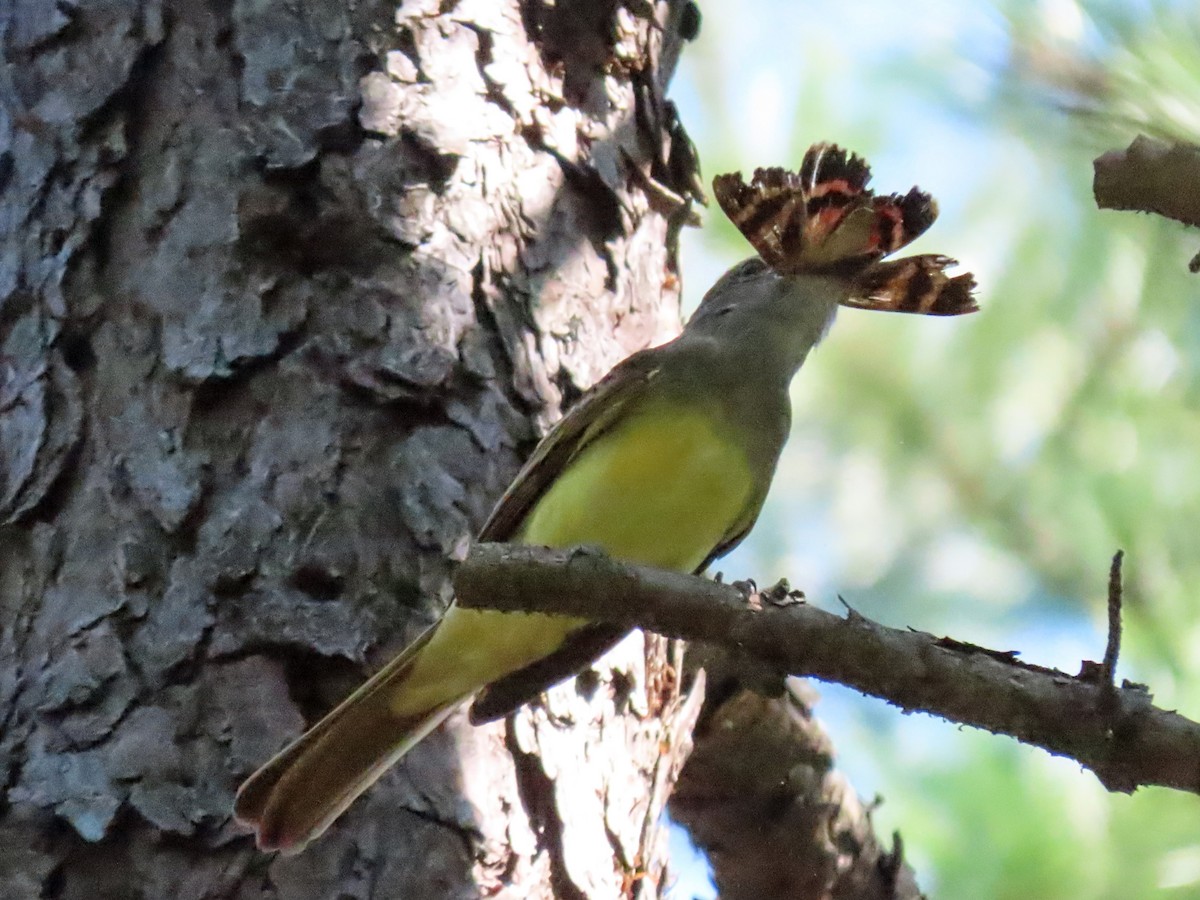 Great Crested Flycatcher - ML601146811