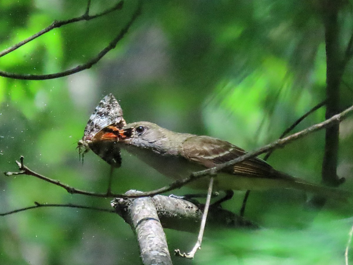 Great Crested Flycatcher - ML601146841