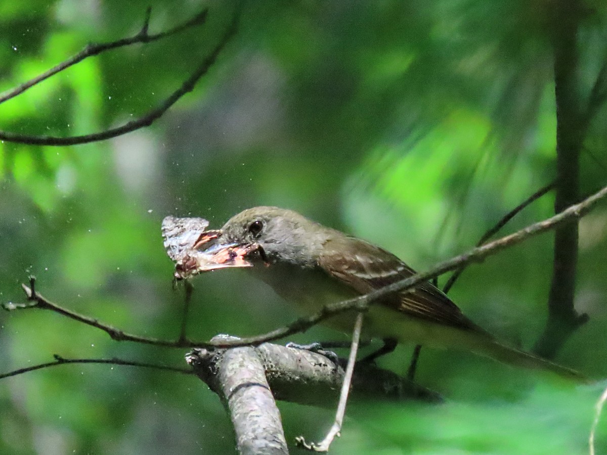 Great Crested Flycatcher - ML601146861