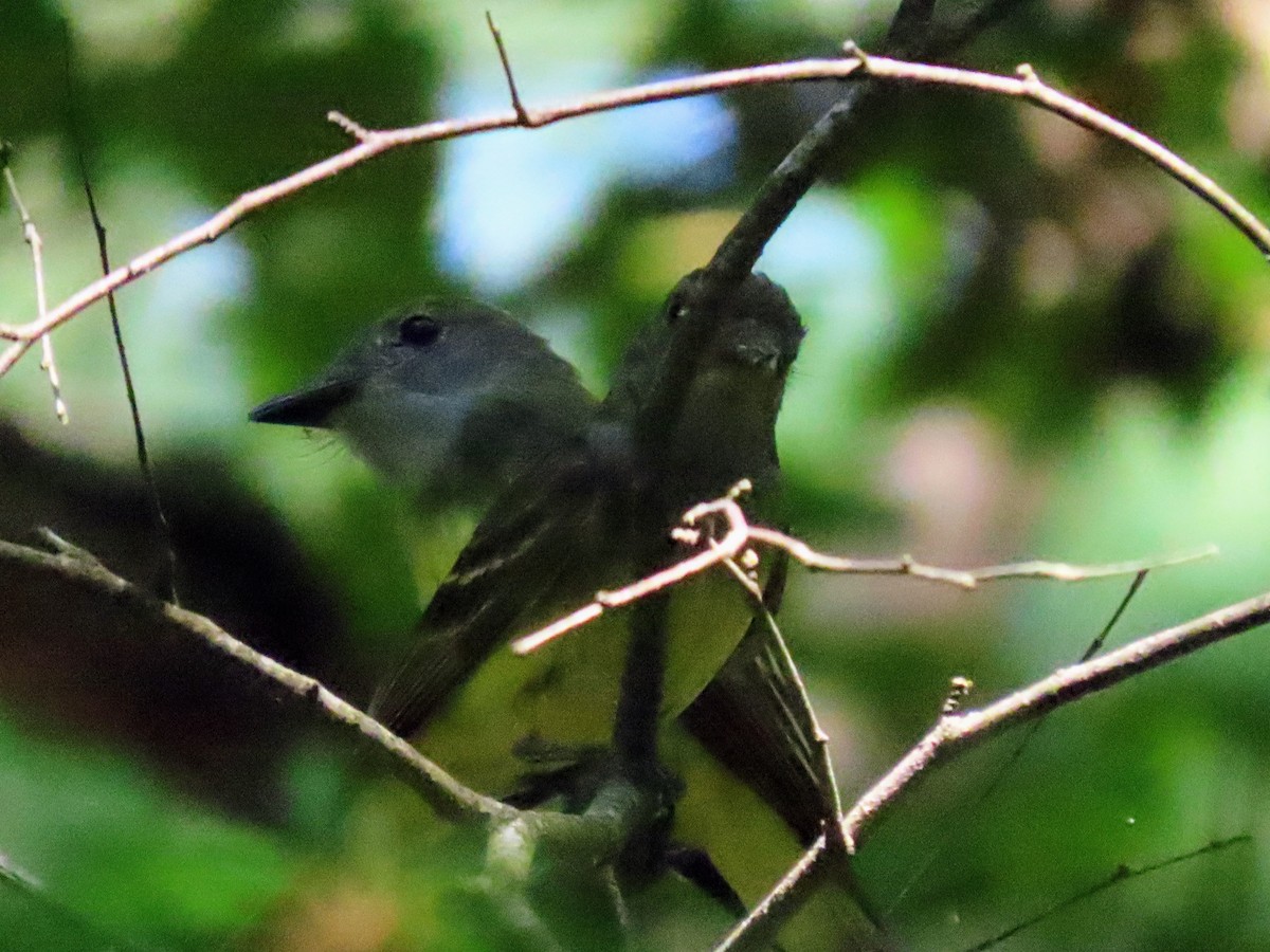 Great Crested Flycatcher - ML601146871