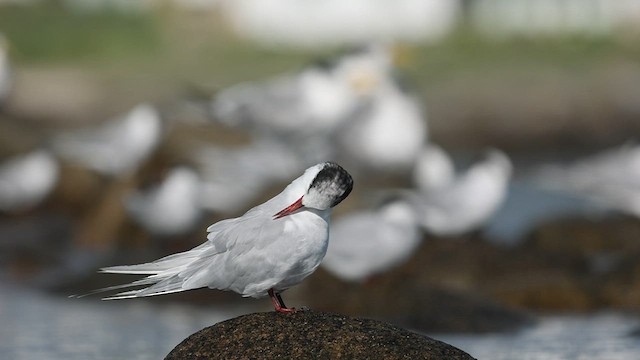 Antarctic Tern - ML601146971