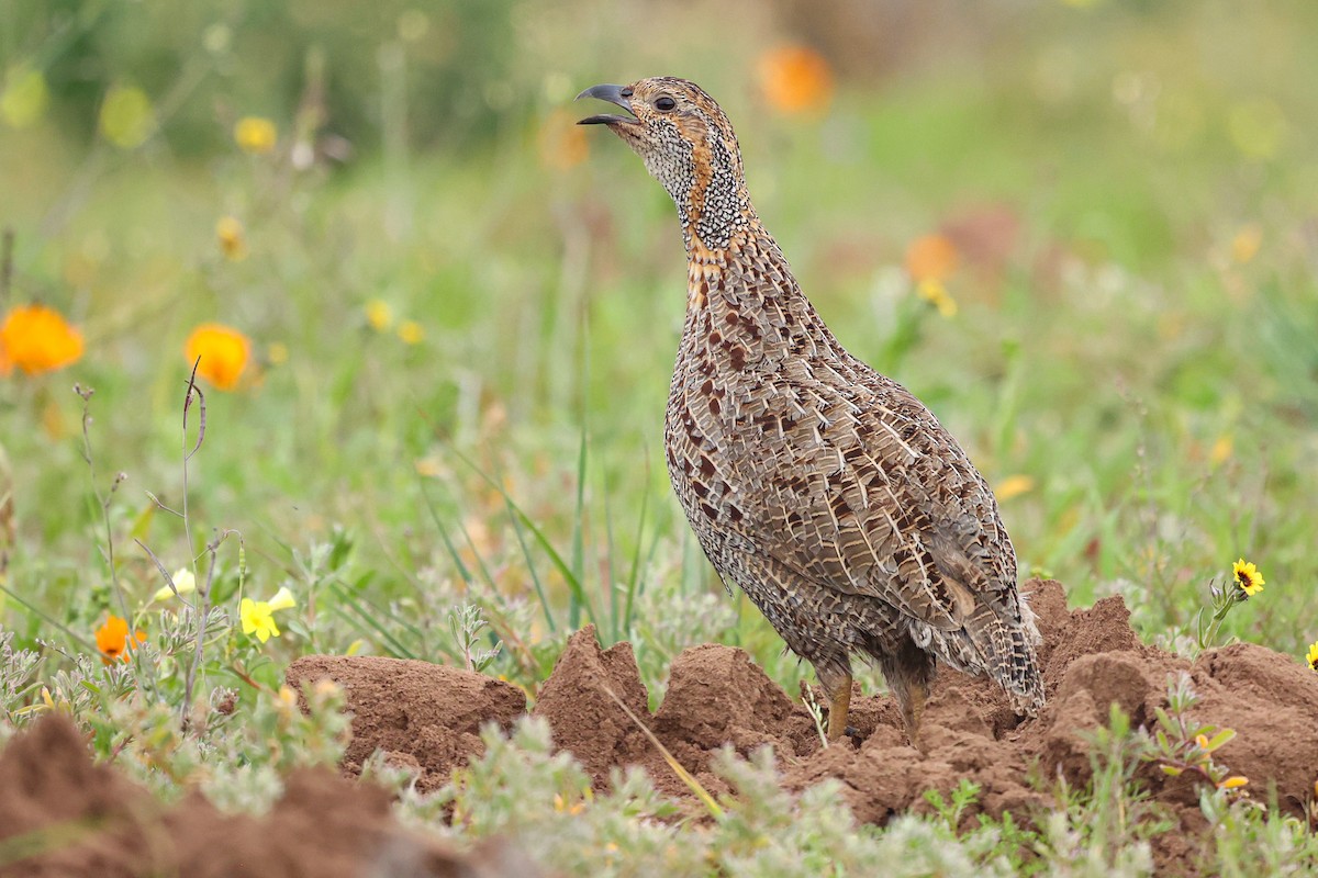 Gray-winged Francolin - Daniel Engelbrecht - Birding Ecotours