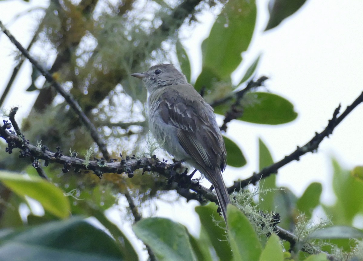 Lesser Elaenia - ML601147171