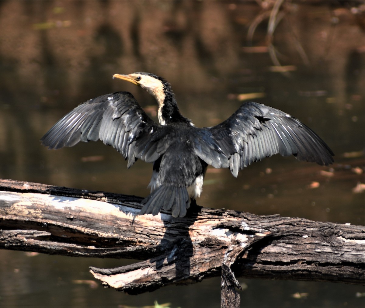 Little Pied Cormorant - ML601147431