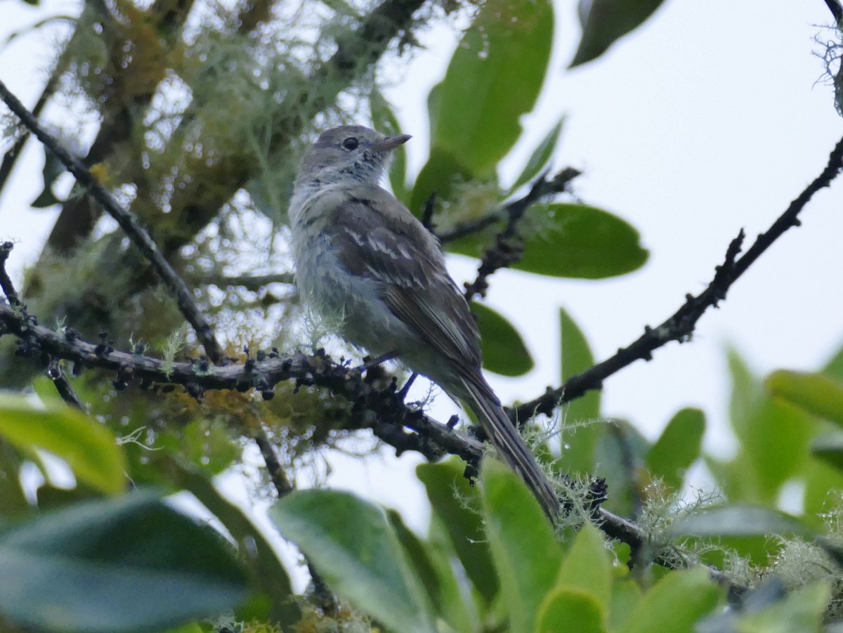 Lesser Elaenia - ML601147681