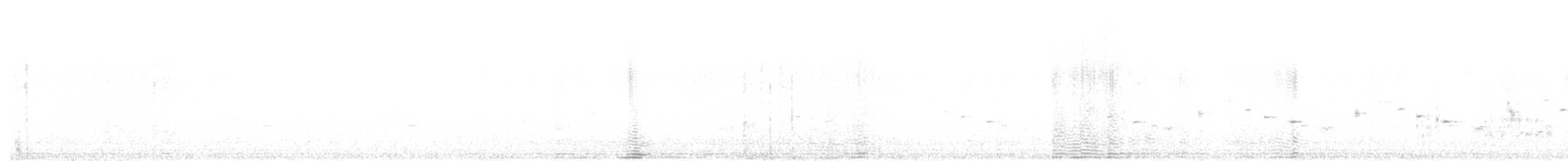 Psophode carillonneur - ML601147891