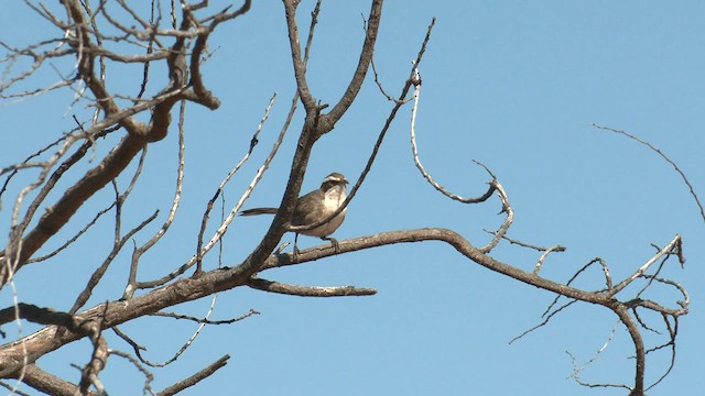 White-browed Babbler - ML601148141