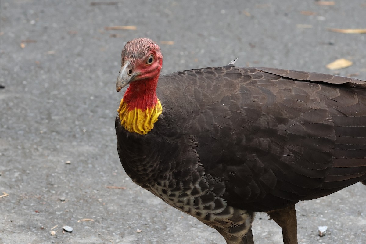 Australian Brushturkey - ML601148261