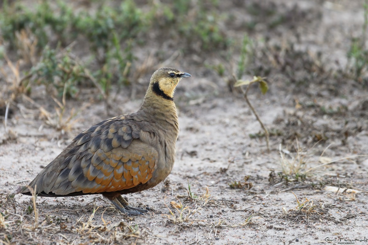 Yellow-throated Sandgrouse - ML601148451