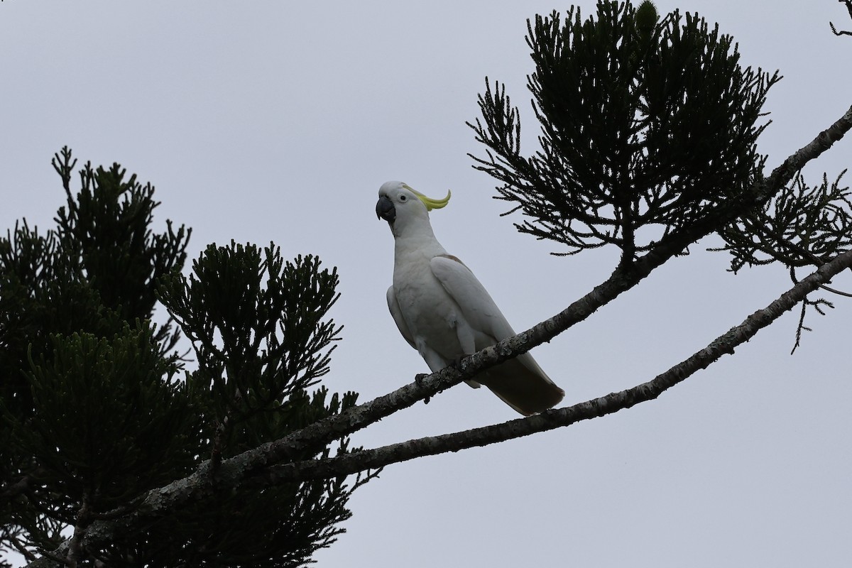 Sulphur-crested Cockatoo - ML601148911