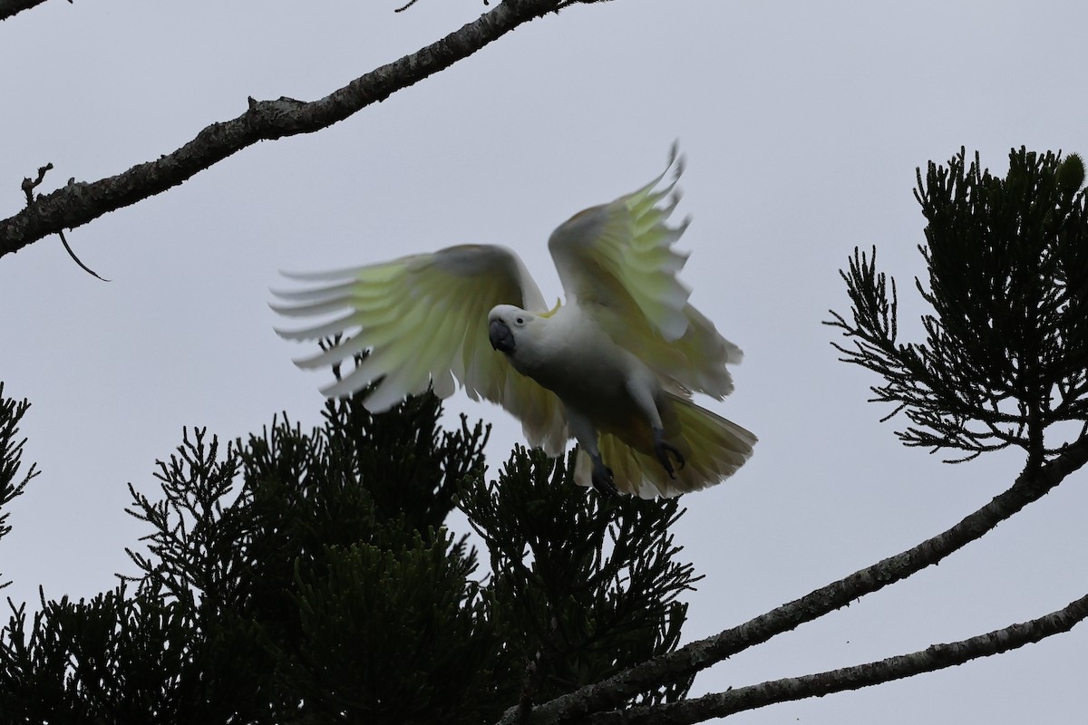 Sulphur-crested Cockatoo - ML601148921